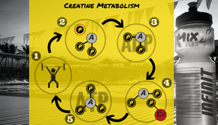 Creatine Metabolism