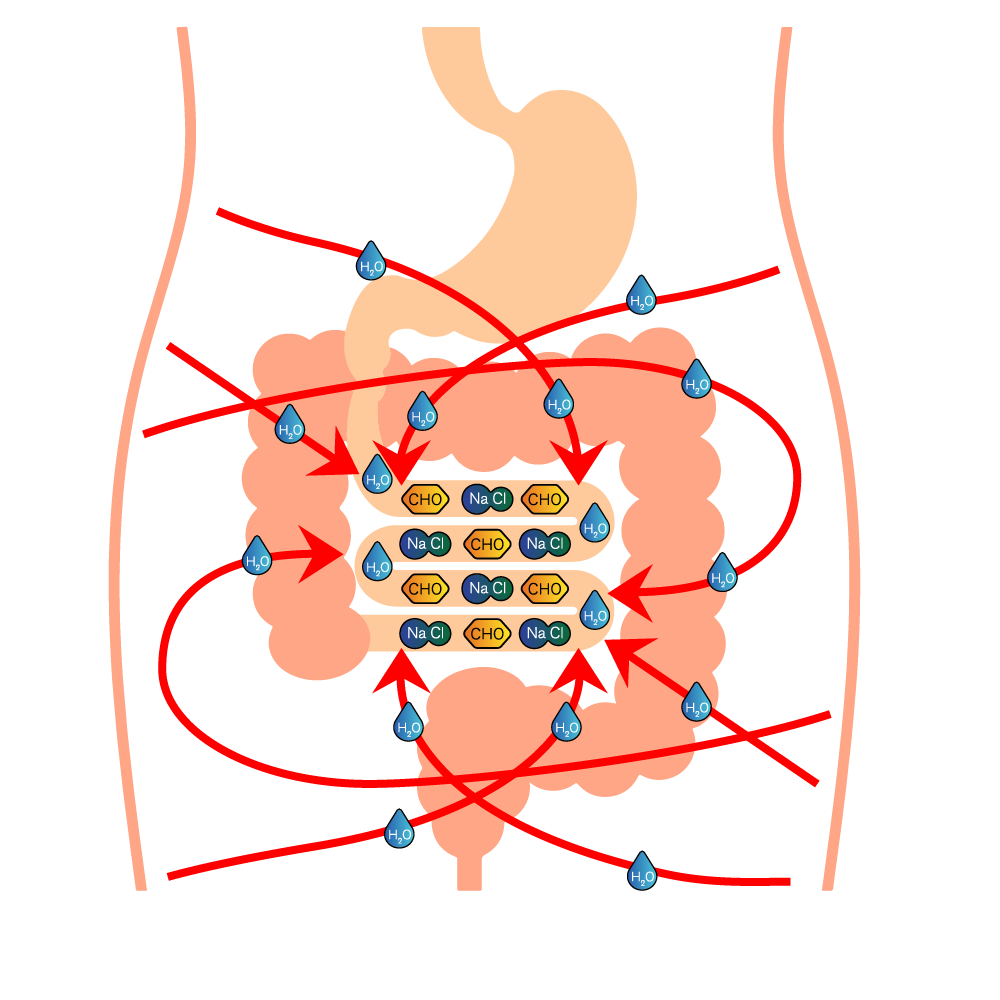 Hypertonic solution diverts fluid from the blood to the gut to assist in digestion and absorption of the nutrition